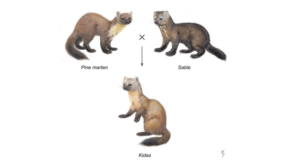 Sable_hybrids.jpeg