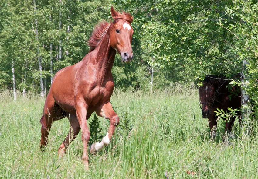 horse_science_2025.jpg